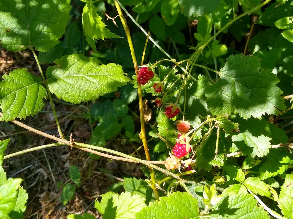 Blackberries at Verlot, Mt. Baker-Snoqualmie National Forest. Photos taken by Anne Vassar July 26, 2020. Original public…