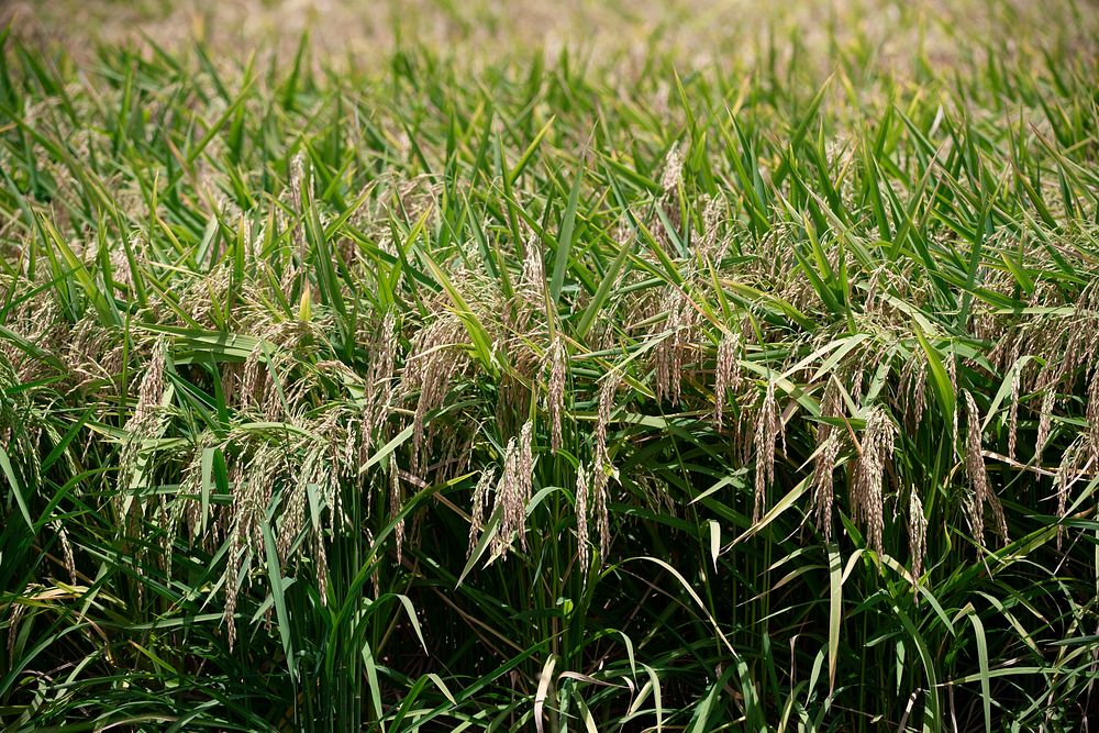 The rice harvest at 3S Ranch. Original public domain image from Flickr