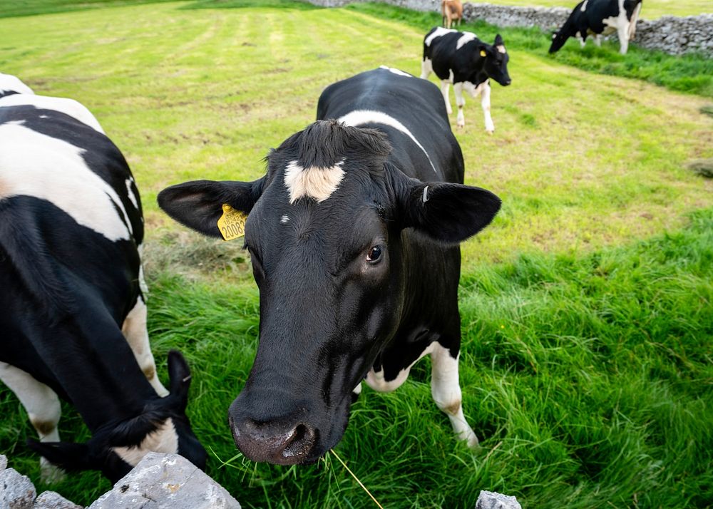 Dairy cows. Original public domain image from Flickr