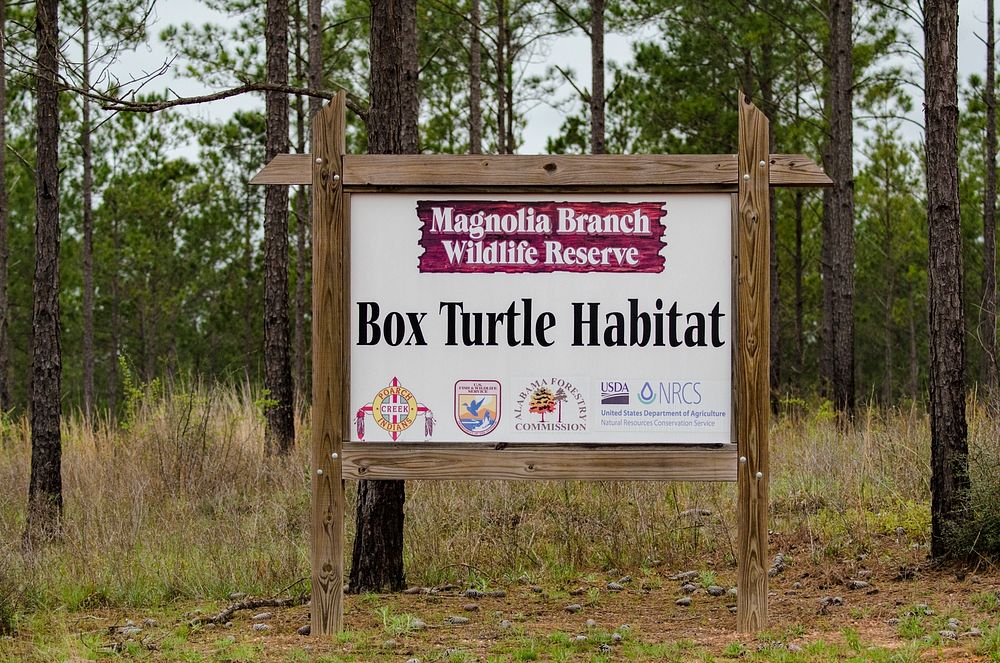 Box turtle habitat and surrounding forested hiking trail at the Poarch Band of Creek Indians (PBCI) Magnolia Branch Wildlife…