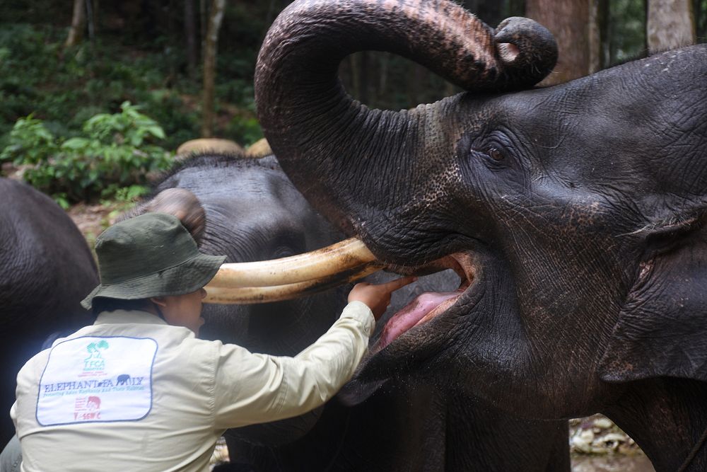 Elephant checkup time!