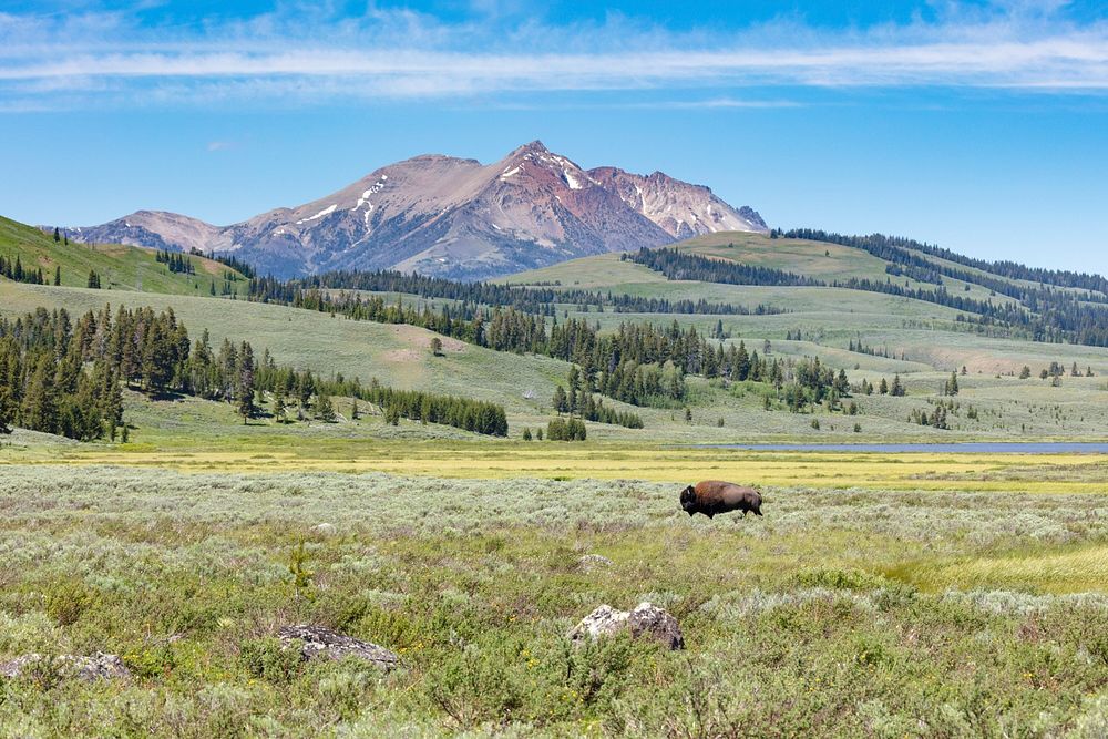 A bull bison walks across Swan Lake Flat on a summer dayby Jacob W. Frank. Original public domain image from Flickr