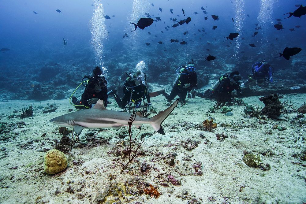 Black tip shark in Morotai. Photo credit: Alex Westover of USAID SEA. Original public domain image from Flickr