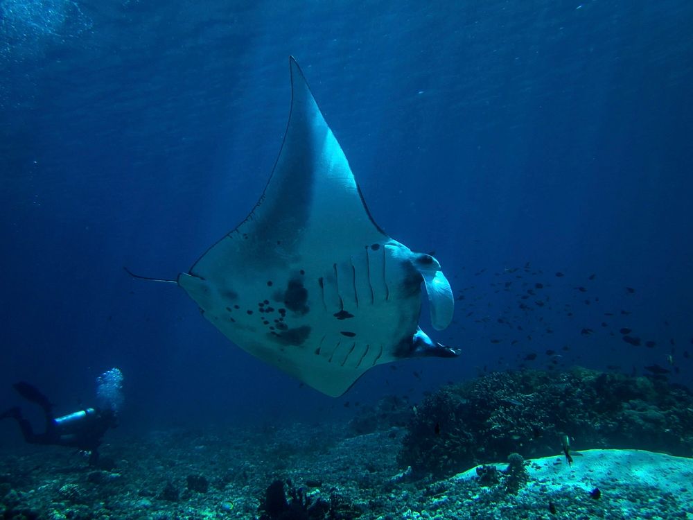 Manta ray swimming freely. Original public domain image from Flickr