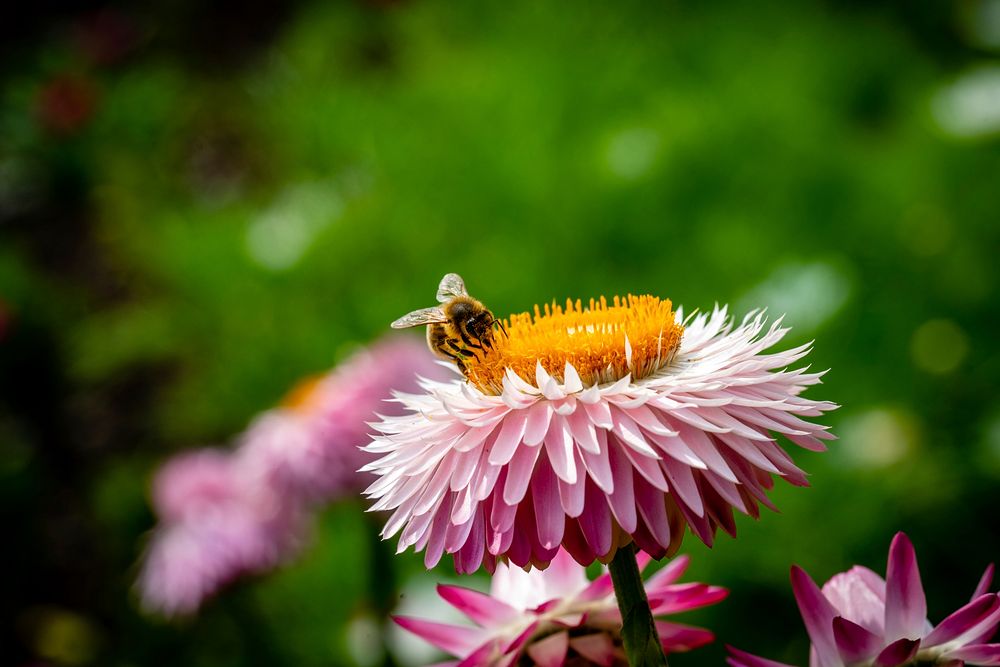 Flower background, bee on pink dahlia. Original public domain image from Flickr