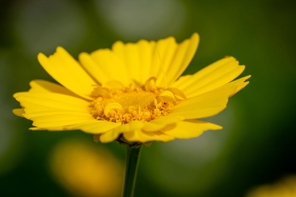 Yellow daisy background. Original public domain image from Flickr