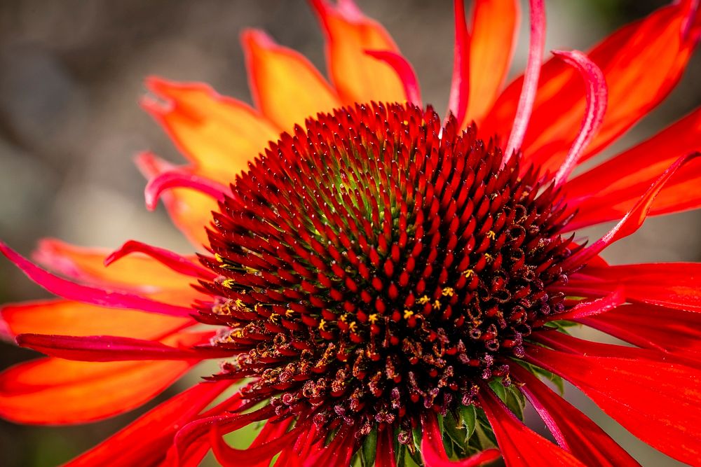 Red flower background, macro shot. Original public domain image from Flickr