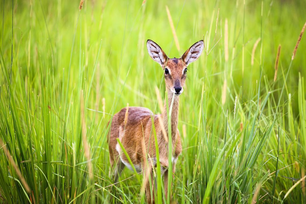 Antelope in the national park.