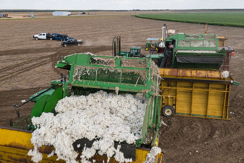 A harvester uses an onboard conveyor to unloads cotton bolls to the module builders which compact the bolls into free…