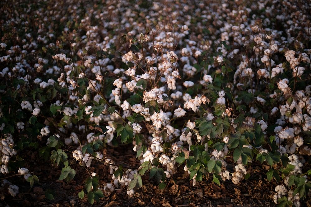 Twilight and worklights shine on cotton plants ready for harvest, during the Ernie Schirmer Farms cotton harvest which has…