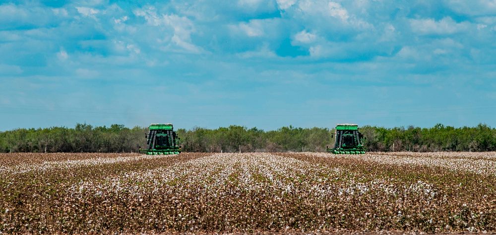 Two harvesters come across a cotton field, during the Ernie Schirmer Farms cotton harvest that has family, fellow farmers…