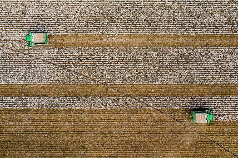 Aerial view of a cotton picking harvester, during the Ernie Schirmer Farms cotton harvest which has family, fellow farmers…