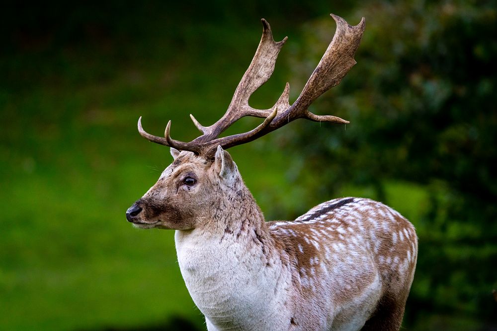 Dallam Park Deer. Original public domain image from Flickr
