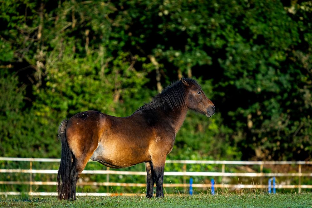 Exmoor pony in a farm. Original public domain image from Flickr