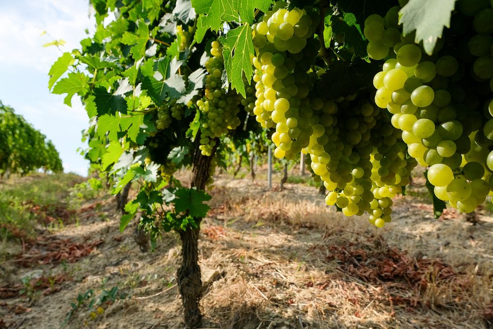 Closeup on green grape plant. Free public domain CC0 photo.