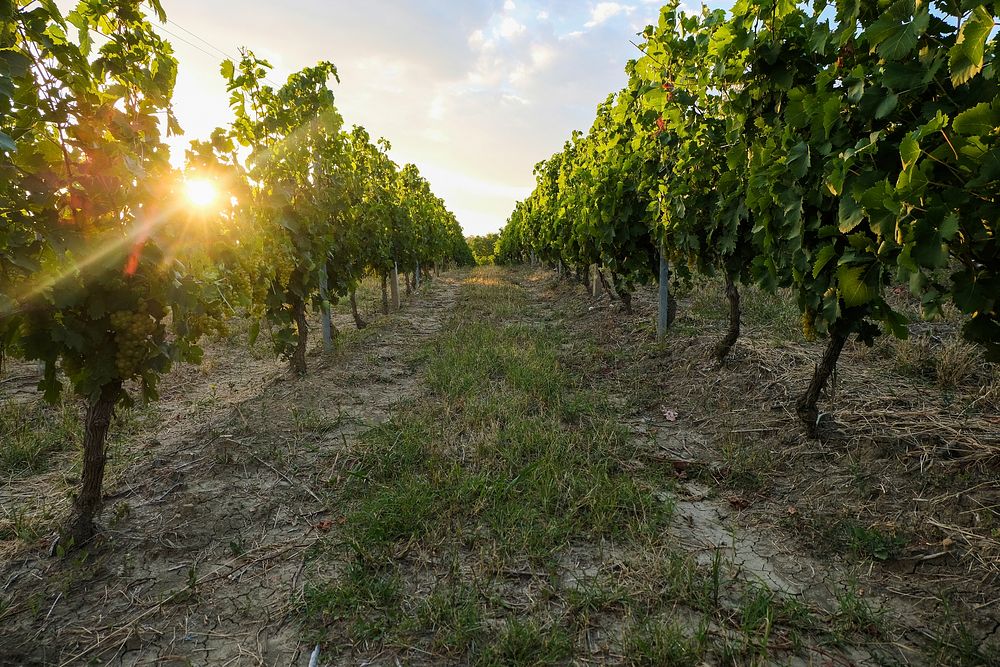 Agricultural vineyard. Free public domain CC0 photo.