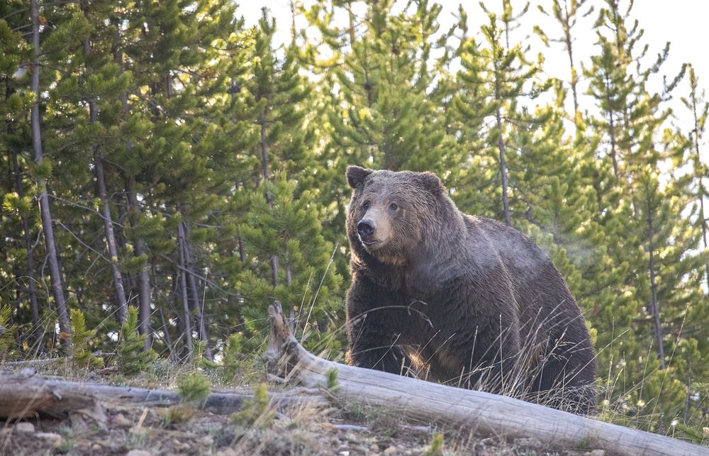 Grizzly bear by Jim Peaco. Original public domain image from Flickr