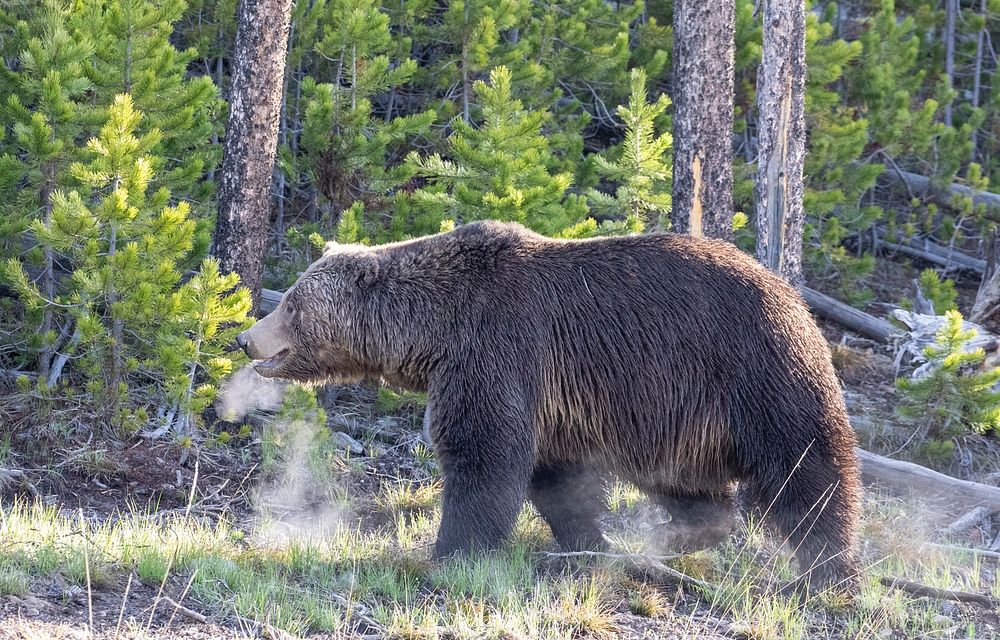 Grizzly bear by Jim Peaco. Original public domain image from Flickr