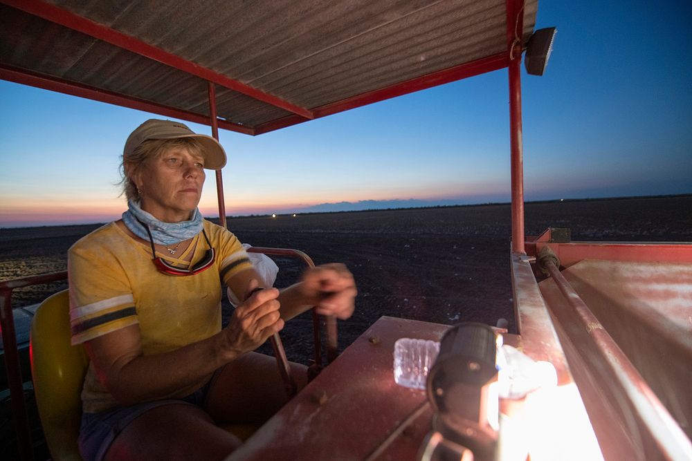 Long into the evening, Terri Schirmer operates one of the 'stompers' cotton module builders, while the light of harvesters…