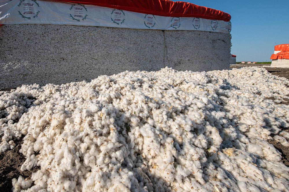 Fallen cotton is later vacuumed up during the Ernie Schirmer Farms cotton harvest, in Batesville, TX, on August 22, 2020.