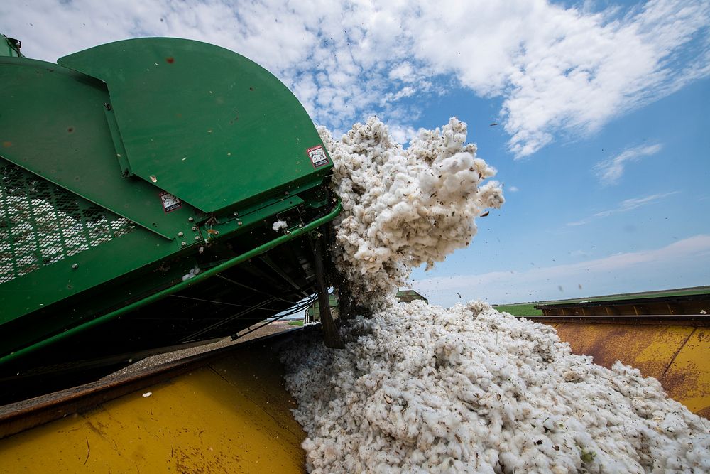 A harvester unloads cotton bolls into a cotton module builder during the Ernie Schirmer Farms cotton harvest, in Batesville…