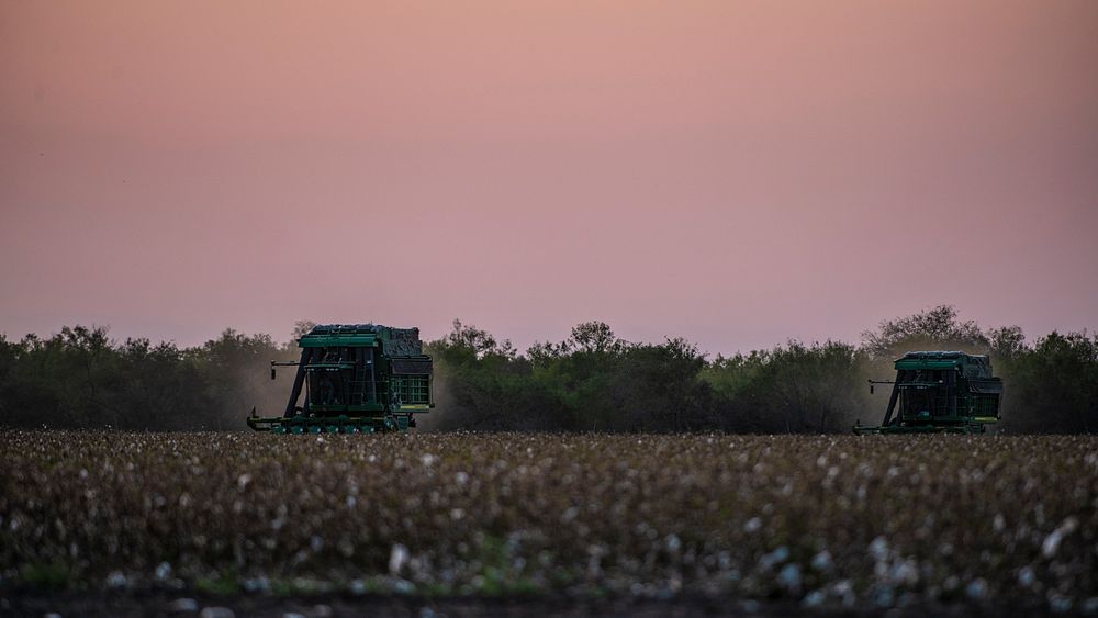 The sunset does not mark the end of a day, the cotton harvesters will work for many more hours into the night, at the Ernie…