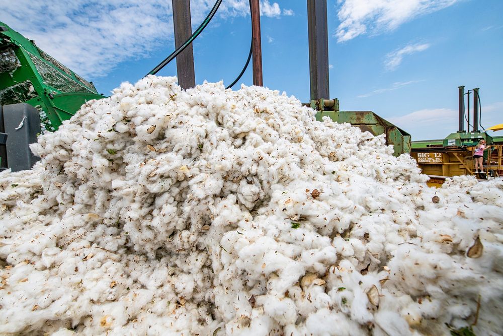 A harvester unloads cotton bolls into a cotton module builder during the Ernie Schirmer Farms cotton harvest, in Batesville…