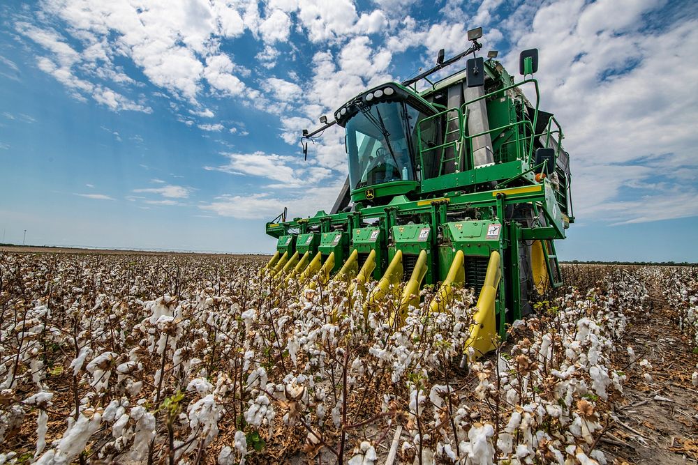 The Schirmer family and fellow farmers band together for the cotton harvest, in Batesville, TX, on August 22, 2020.