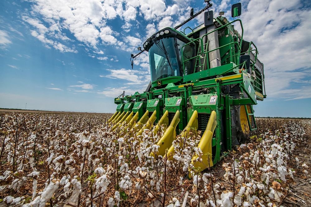 The Schirmer family and fellow farmers band together for the cotton harvest, in Batesville, TX, on August 22, 2020.