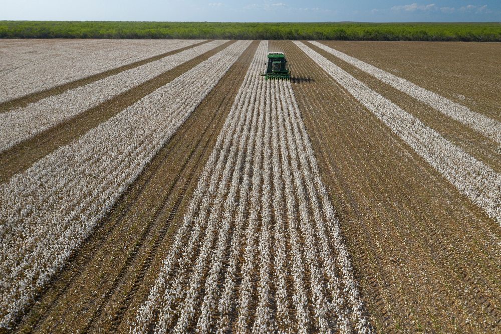 Aerial view of the Schirmer family, fellow farmers and workers, during the cotton harvest at the Ernie Schirmer Farms, in…