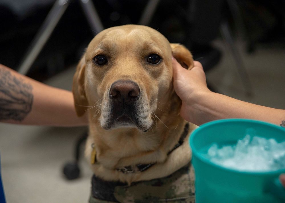 LC, NMCSD's Facility Dog. SAN DIEGO (Oct. 13, 2020) LC, a U.S. Navy facility dog, greets and interacts with Sailors and…