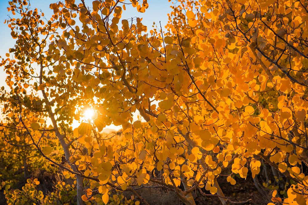 The Bodie Hills region totals 121,500 acres of BLM lands, adjacent to Forest Service and privately owned land.