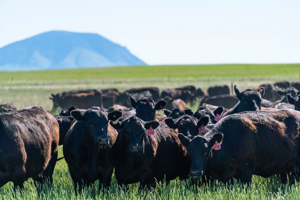 Aberdeen Angus during intensive grazing rotation on Fauque Farm, Toole County, Montana. June 2020. . Original public domain…
