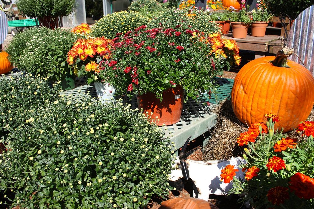 Autumn Display at Garden Shop