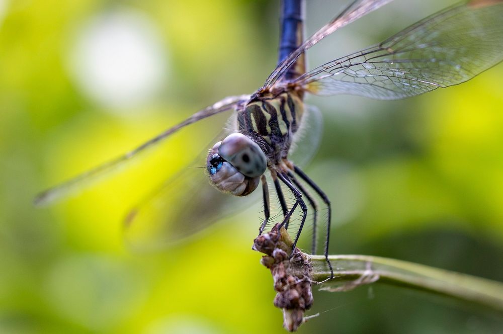 Blue-Dasher Dragonfly (2020 Photo Contest)