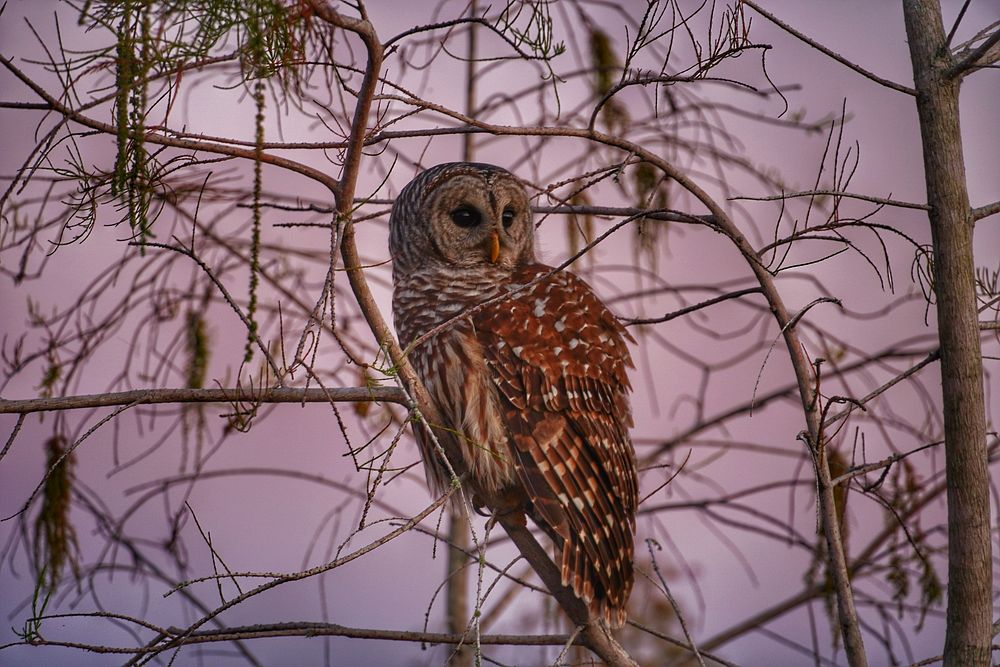 Barred Owl on Cypress Tree. Original public domain image from Flickr