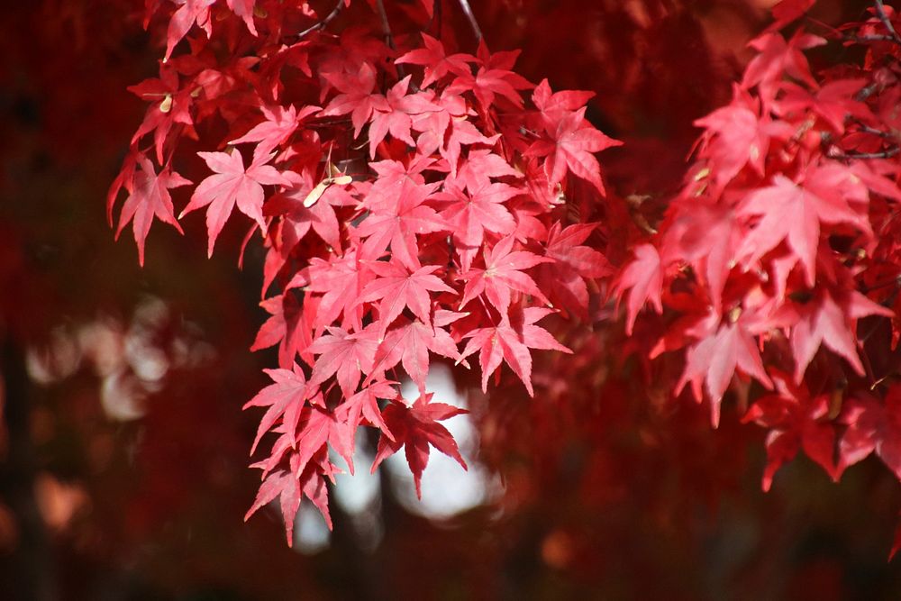 Japanese Maples Displaying Brilliant Red Fall Color