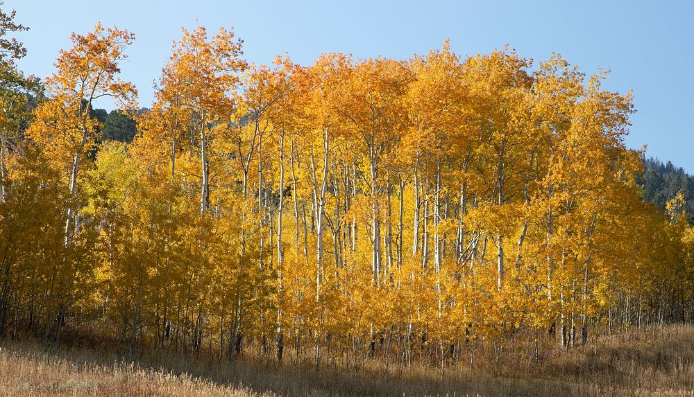 Aspen stand in Custer Gallatin National Forest near Yellowstoneby Diane Renkin. Original public domain image from Flickr