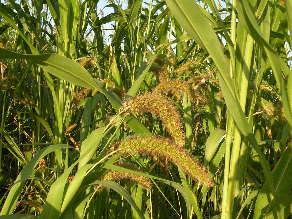 Millet cover crop mix. September | Free Photo - rawpixel