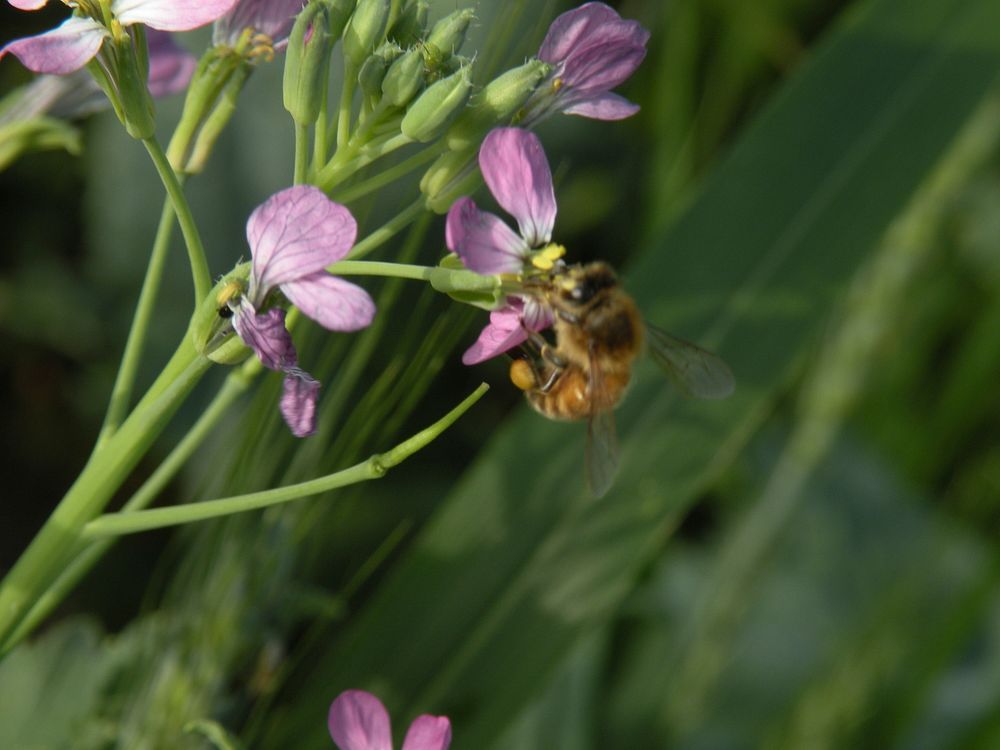 Bee on radish bloom in cover crop mix. September 2013. Fallon County, MT. Original public domain image from Flickr