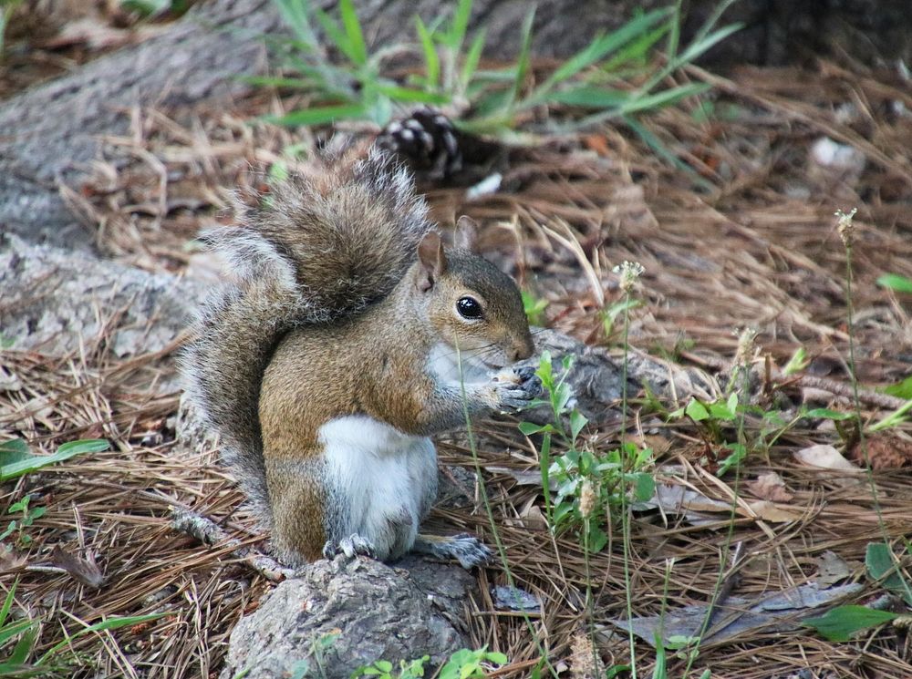 Cute squirrel eating nut image. Free public domain CC0 image.