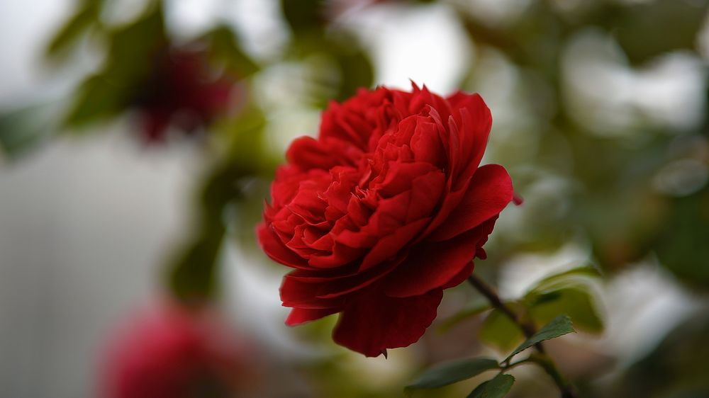 Red rose desktop wallpaper. Free public domain CC0 image.