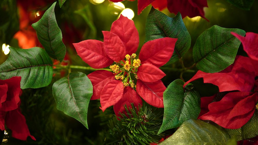 Poinsettia background. Free public domain CC0 photo.