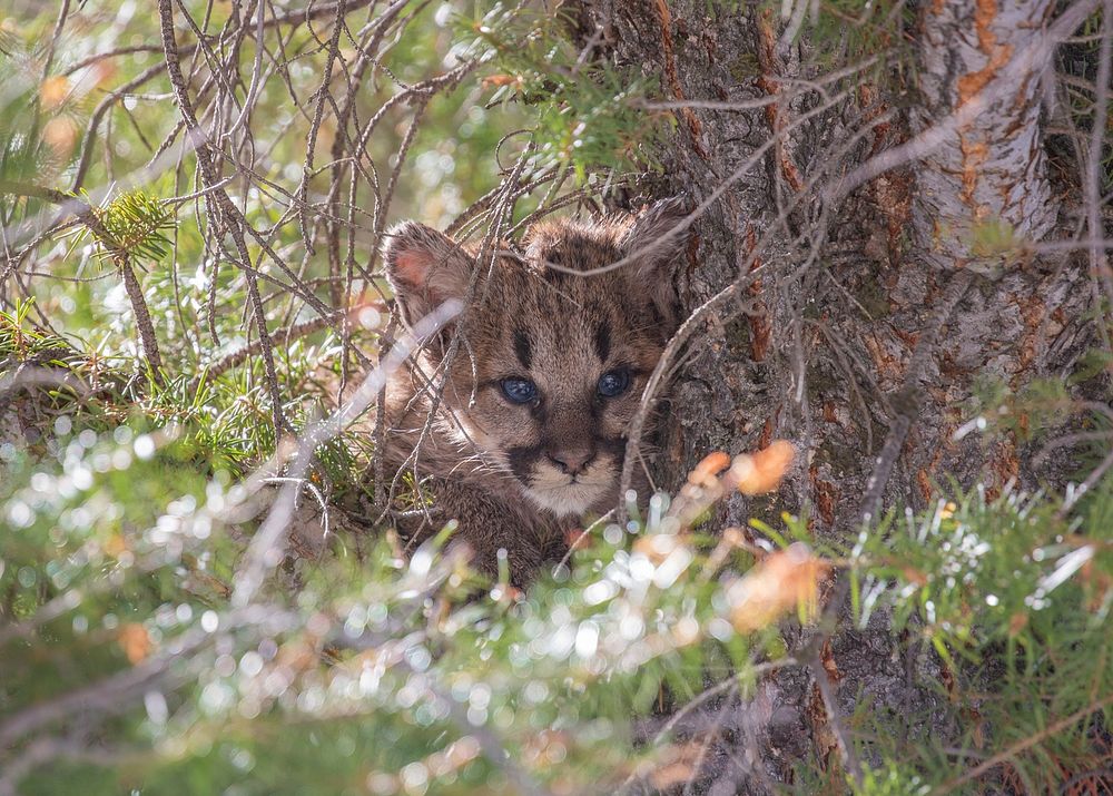 Cougar kitten in a tree by Diane Renkin. Original public domain image from Flickr