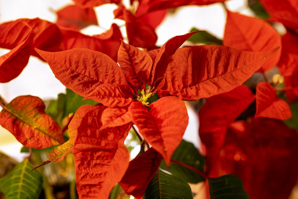 Red Poinsettia Bracts