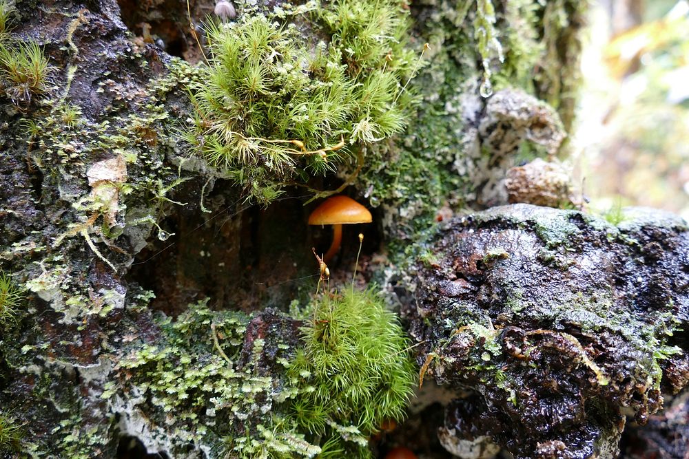 Many forest fungi species form mutualistic relationships w/ other plants.