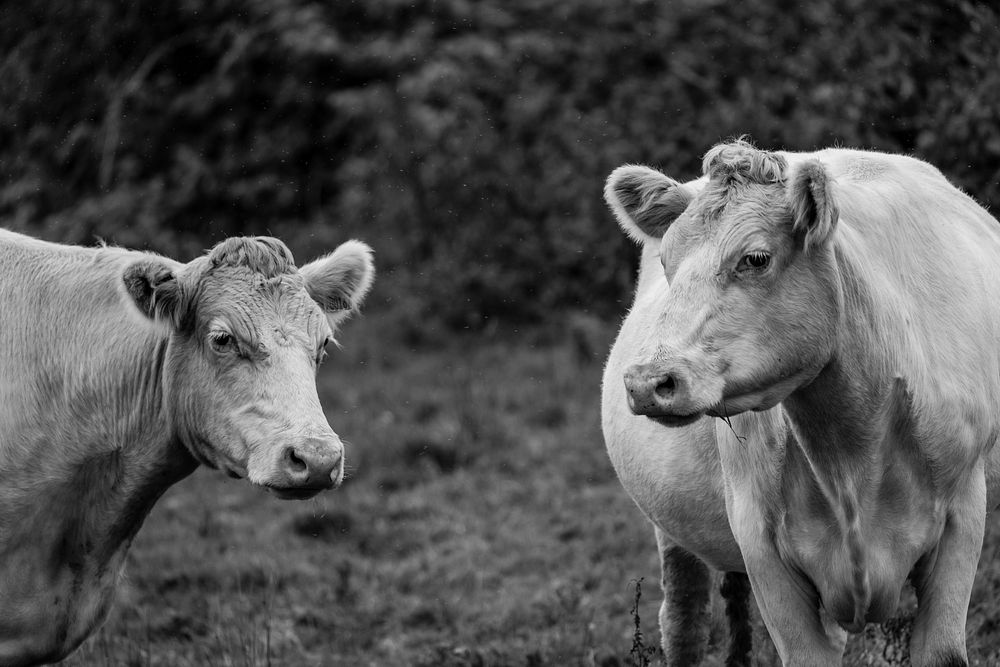 Cows in a field. Original public domain image from Flickr