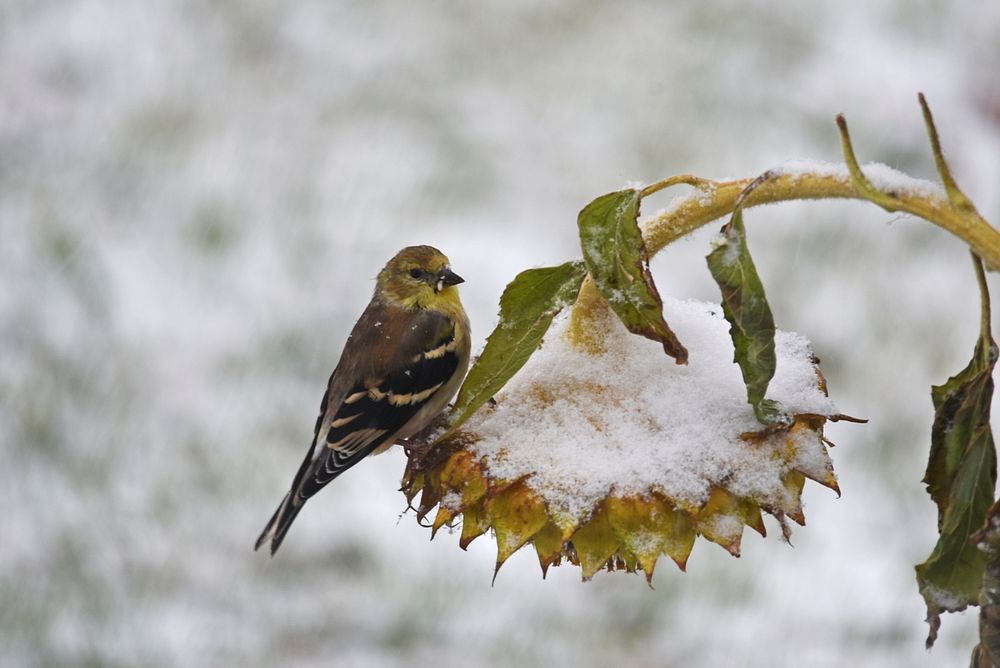 American goldfinch on sunflower. Original public domain image from Flickr