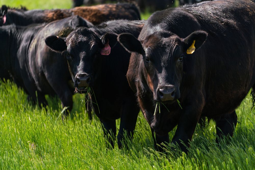 Aberdeen Angus grazing at Fauque Farm. Producers Korey and Wendy Fauque of Fauque Farm incorporate a rotating, intensive…