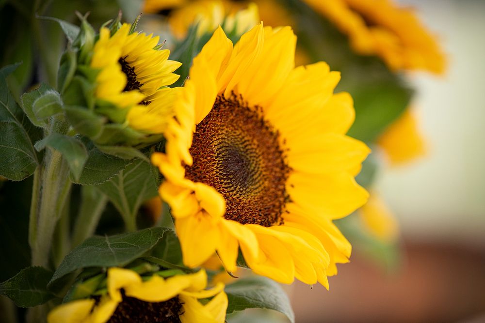 Green Bexar Farm sunflowers sold at the Pearl Farmers Market in San Antonio, Texas, on Oct 21, 2020.
